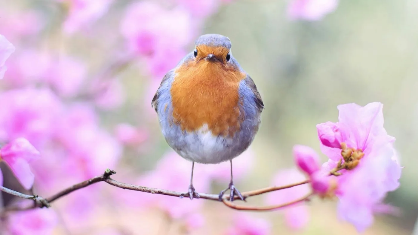 Cultivating Community: Spring Activities for Social Seniors